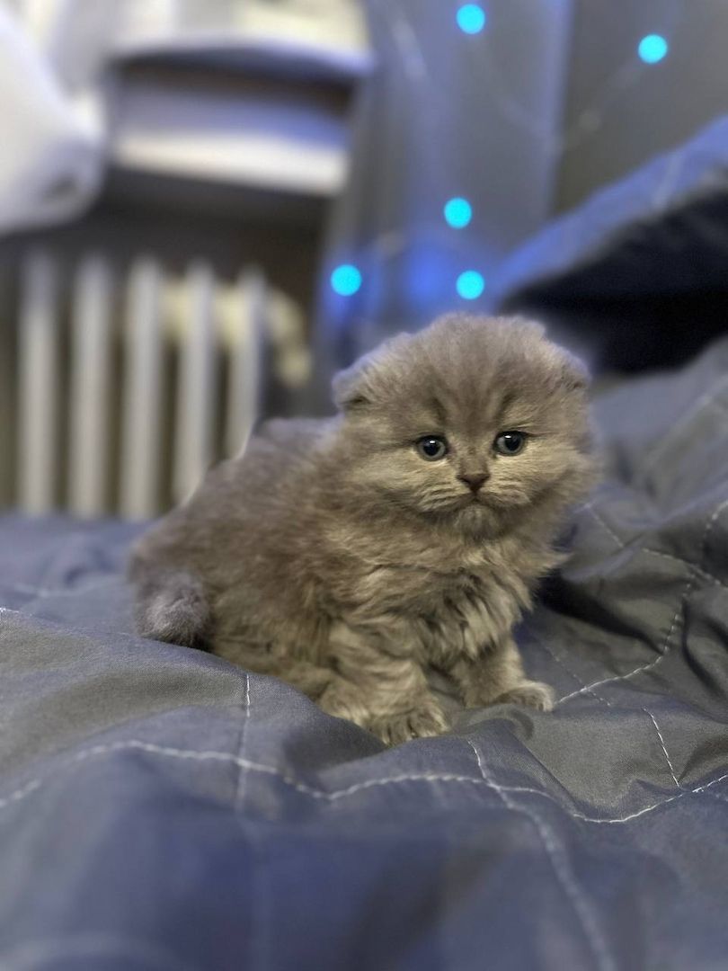 Ich bitte 5 schöne Britische Kätzchen an