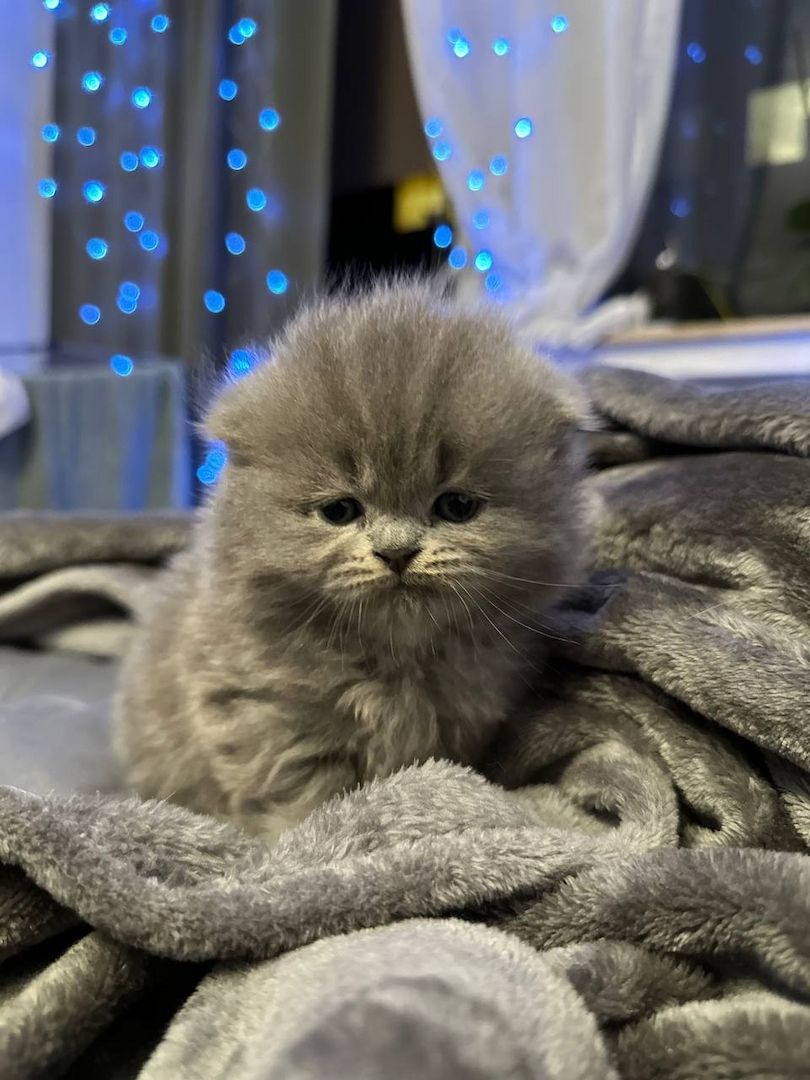 Ich bitte 5 schöne Britische Kätzchen an