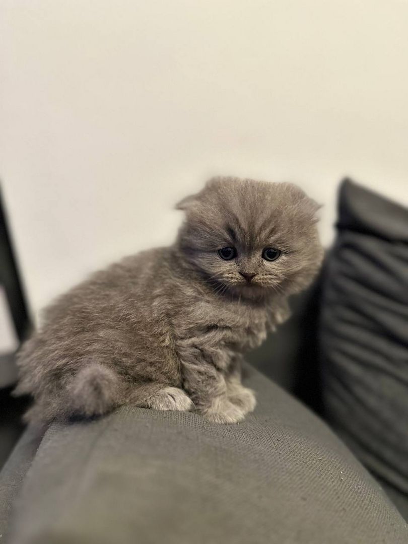 Ich bitte 5 schöne Britische Kätzchen an