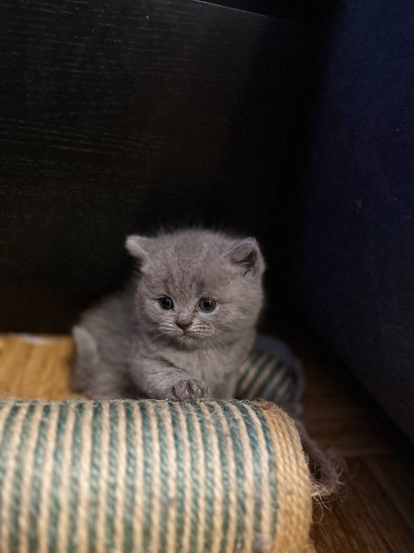 Ich bitte 5 schöne Britische Kätzchen an