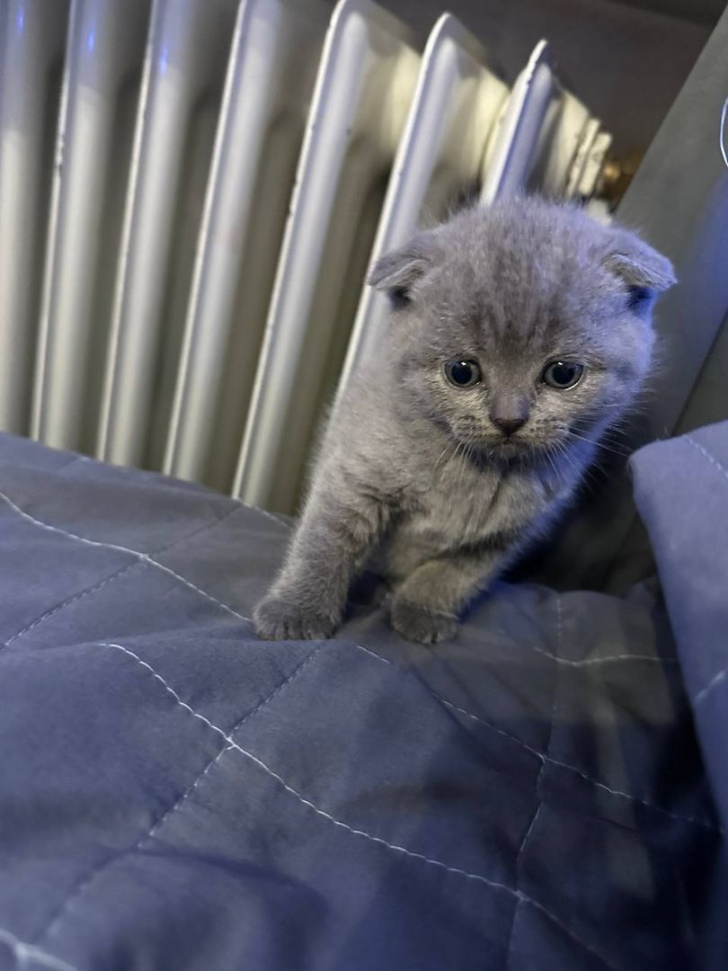 Ich bitte 5 schöne Britische Kätzchen an