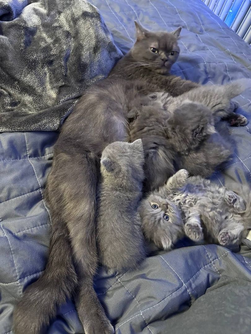 Ich bitte 5 schöne Britische Kätzchen an