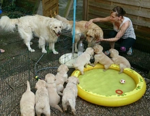 Golden Retriever Welpen zur Annahme ,