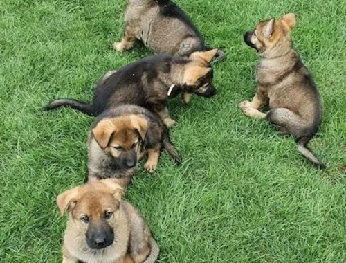 Deutscher Schäferhund welpen suchen neues Zuhause .