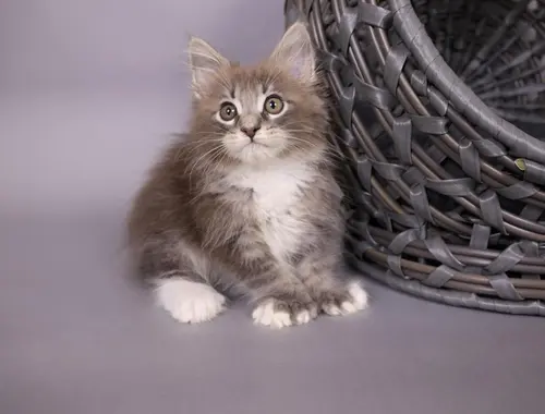 Maine Coon Kätzchen