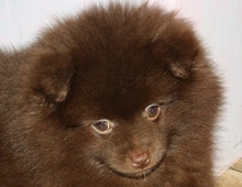 Knuddelige Pomchi / Zwergspitz Bärchen in schoko !