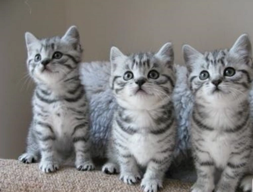 Bhk Silver tabby