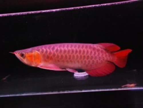 Arowana-Fische zu verkaufen.