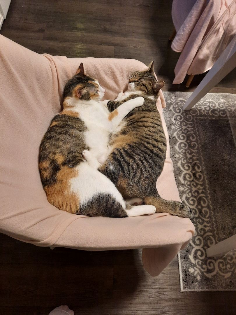 Zwei liebevolle Katzen