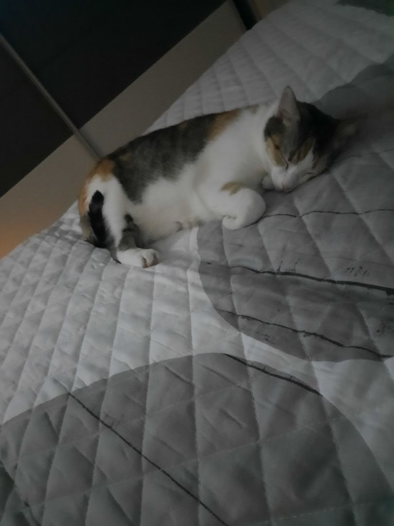 Zwei liebevolle Katzen