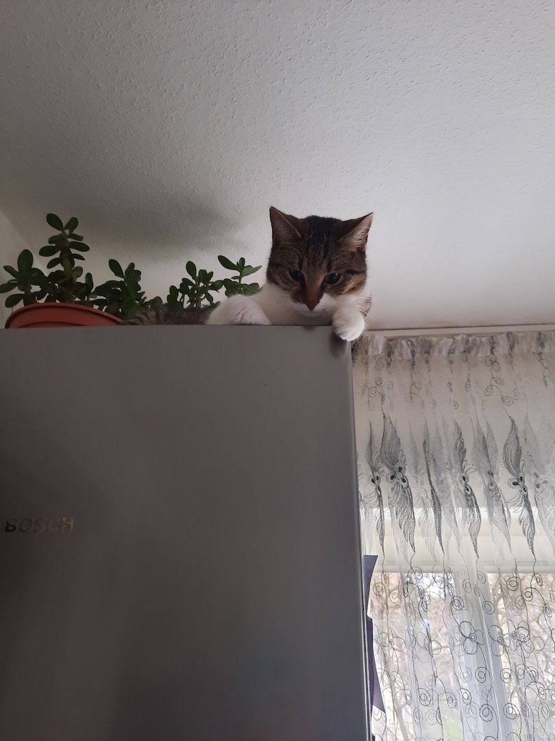 Zwei liebevolle Katzen