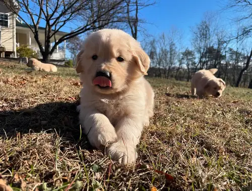 Golden Retriever Welpen zur Annahme