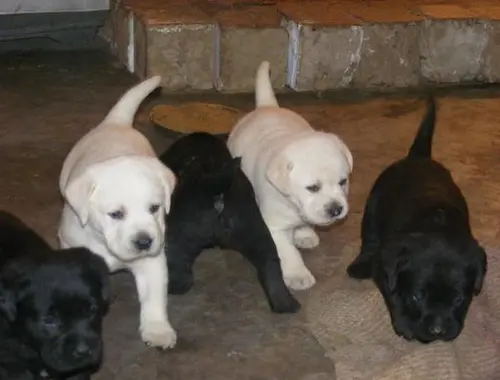 Wunderschöne Labradorwelpen mit Papieren