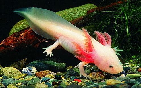 Axolotls