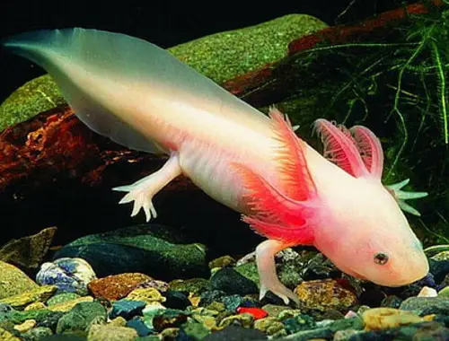 Axolotls