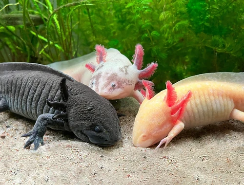 axolotl kaufen