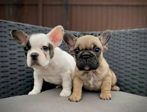 Männliche und weibliche Französische Bulldoggenwelpen