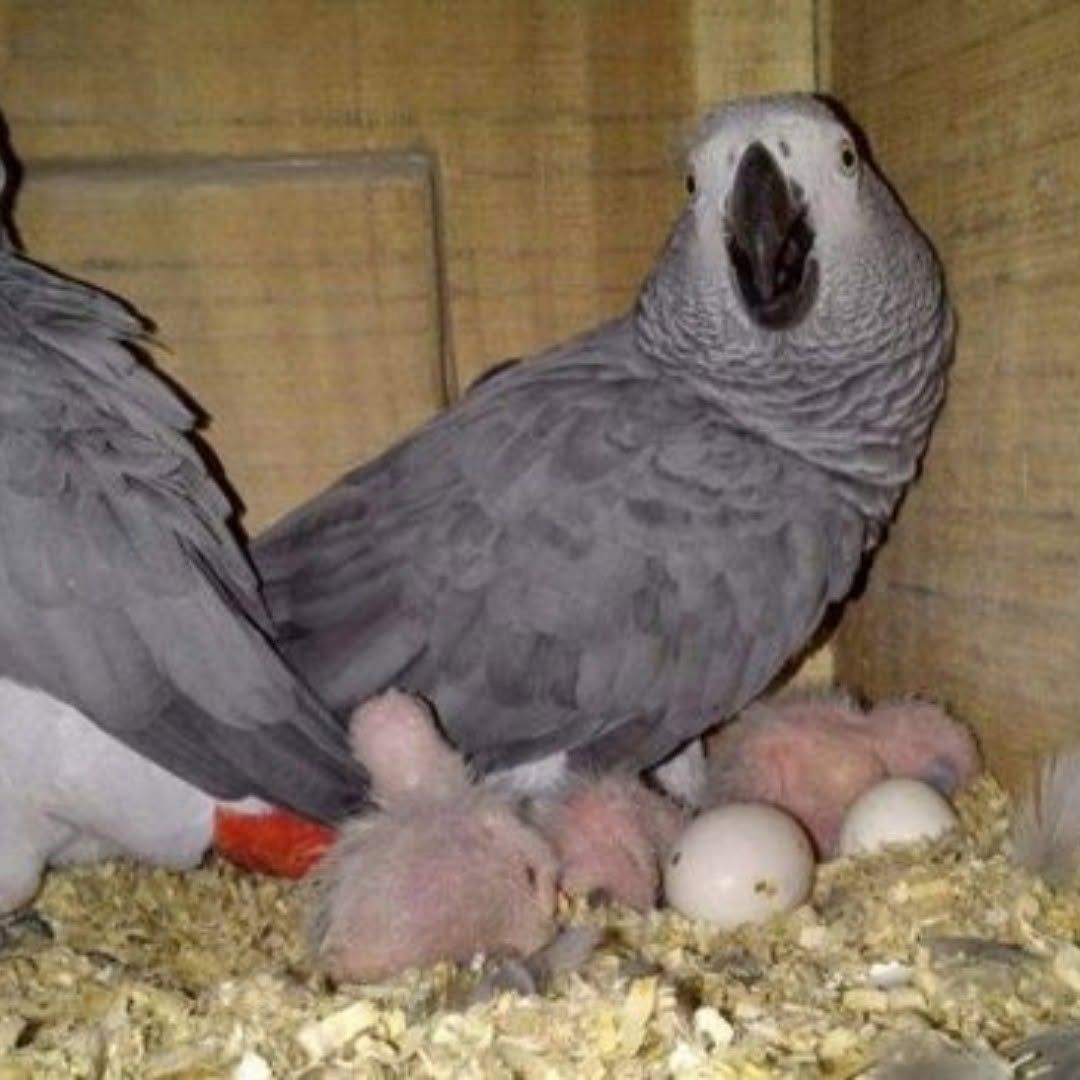 Handaufgezogener Graupapagei erhältlich