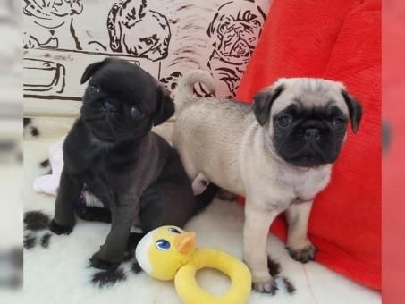 Perfekte Reinrassige Mops Welpen 10 Wochen Alt :-) Perfekte Reinrassige Mops Welpen 10 Wochen Alt :-)