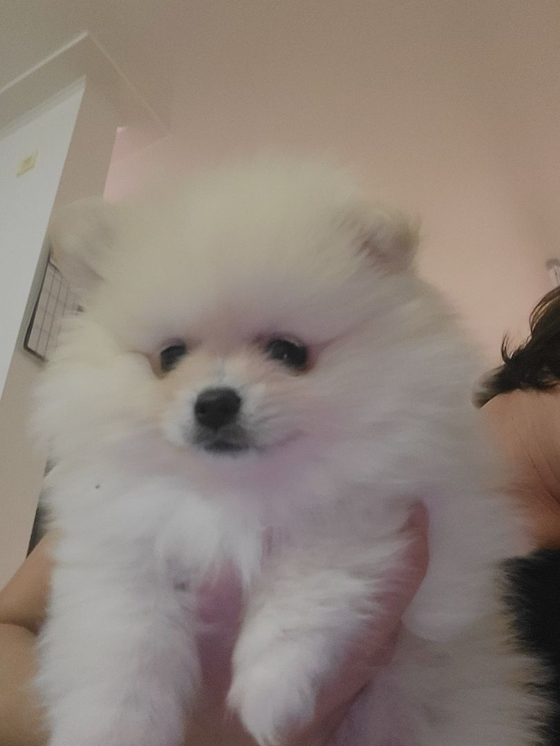 Zwergspitz Zwergspitz