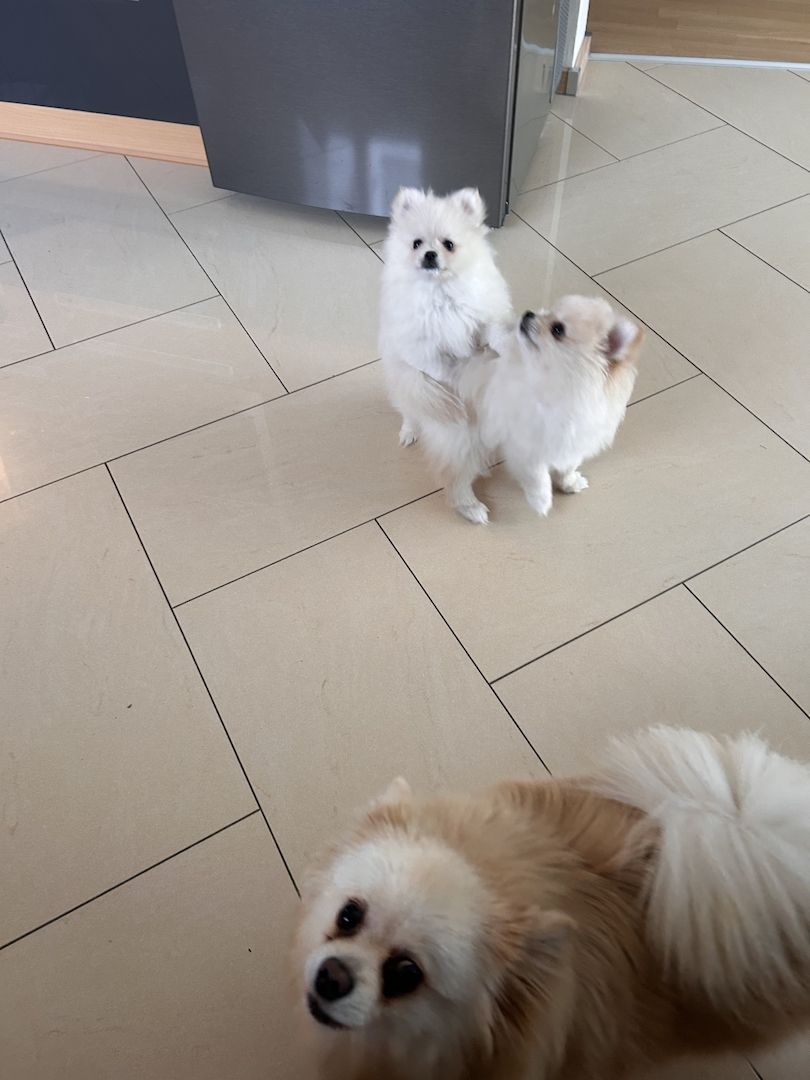 Zwergspitz Zwergspitz