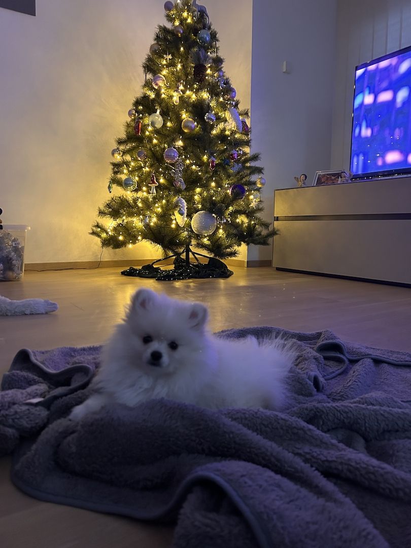 Zwergspitz Zwergspitz