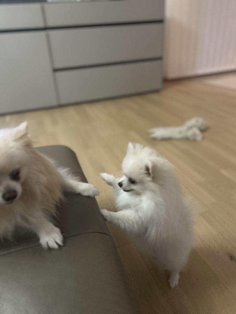 Zwergspitz Zwergspitz