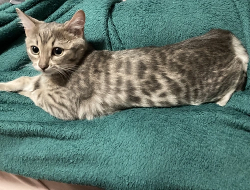 Silber - Bengal - Weibchen