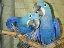 Papageien und ihre befruchteten Eier aller Arten zu verkaufen Papageien und ihre befruchteten Eier aller Arten zu verkaufen