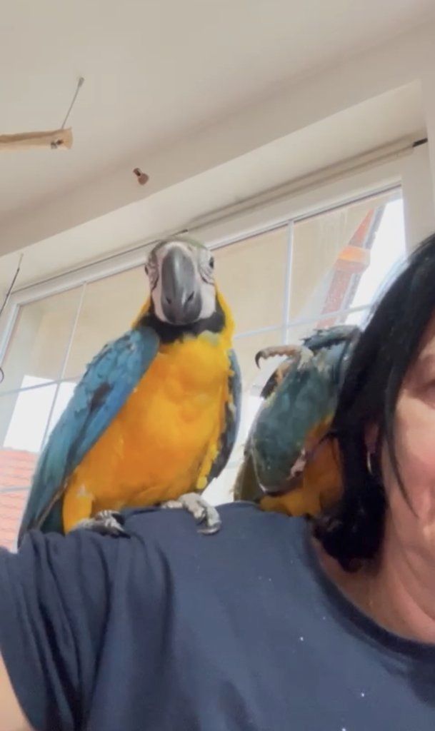 Blauer und goldener Ara-Papagei Blauer und goldener Ara-Papagei