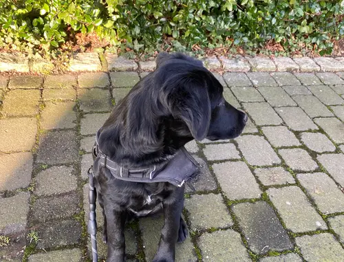 Labrador-Schweizer Sennenhund