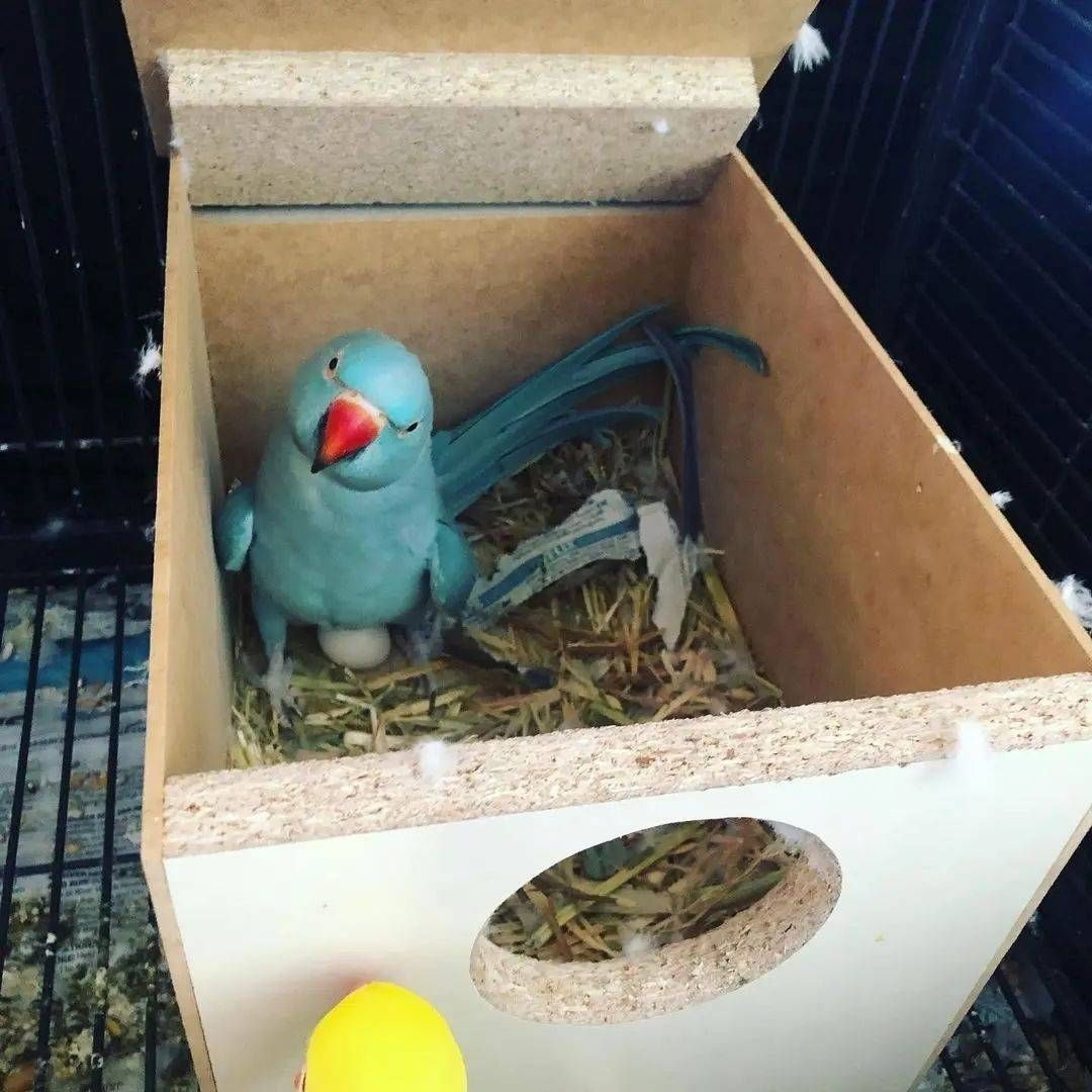 Frische Papageieneier zum Verkauf