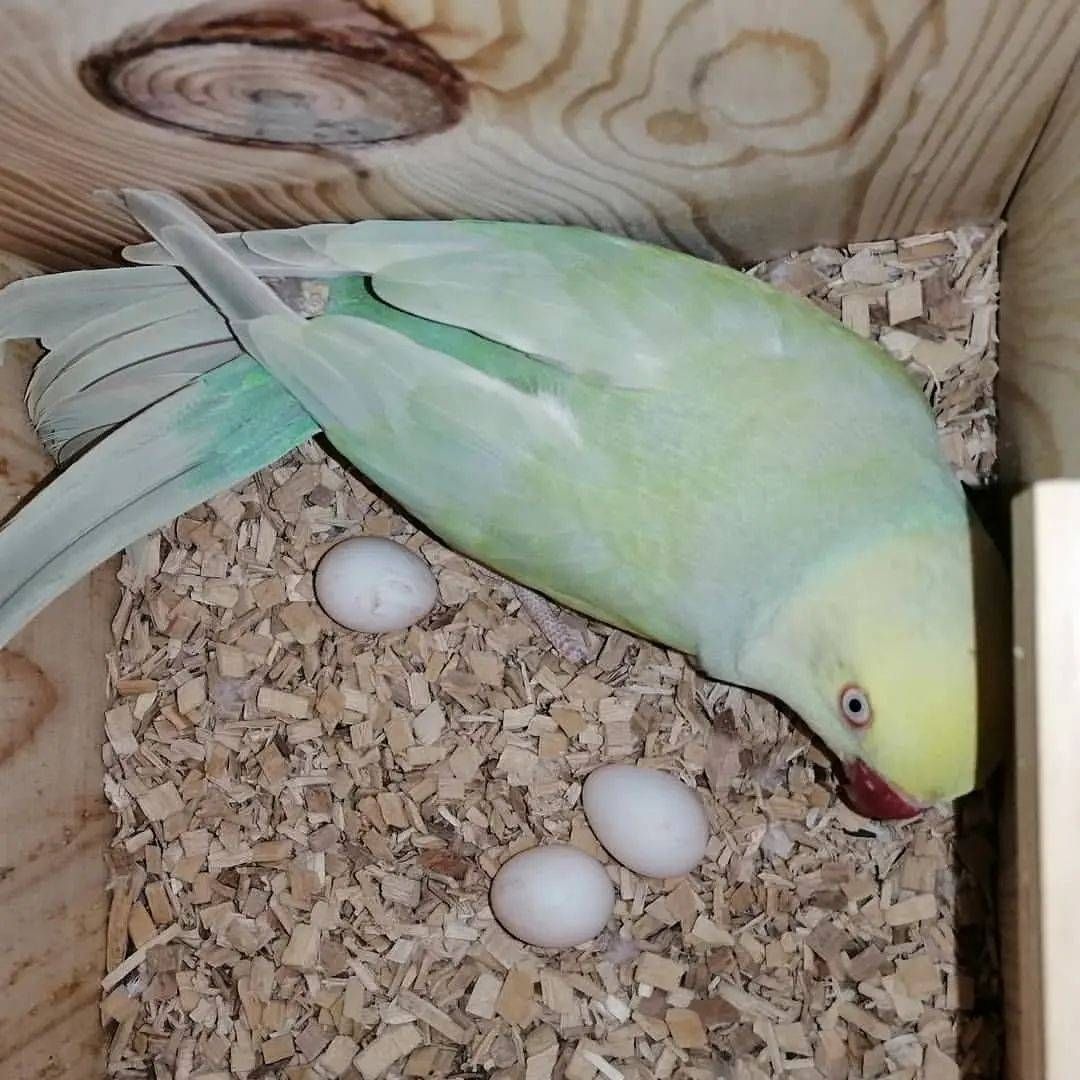 Frische Papageieneier zum Verkauf