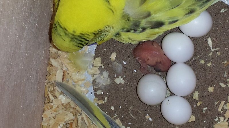 Frische Papageieneier zum Verkauf