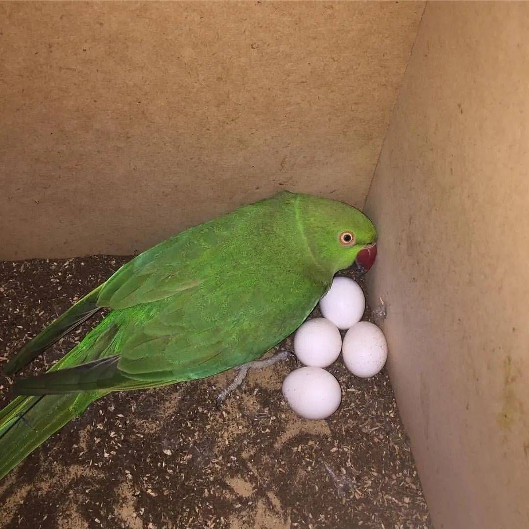 Frische Papageieneier zum Verkauf