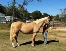 QH / Palomino Quarter Horse Zuchtstute sucht Bestplatz