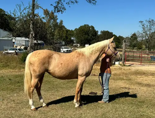 QH / Palomino Quarter Horse Zuchtstute sucht Bestplatz