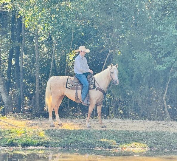 QH / Palomino Quarter Horse Zuchtstute sucht Bestplatz QH / Palomino Quarter Horse Zuchtstute sucht Bestplatz