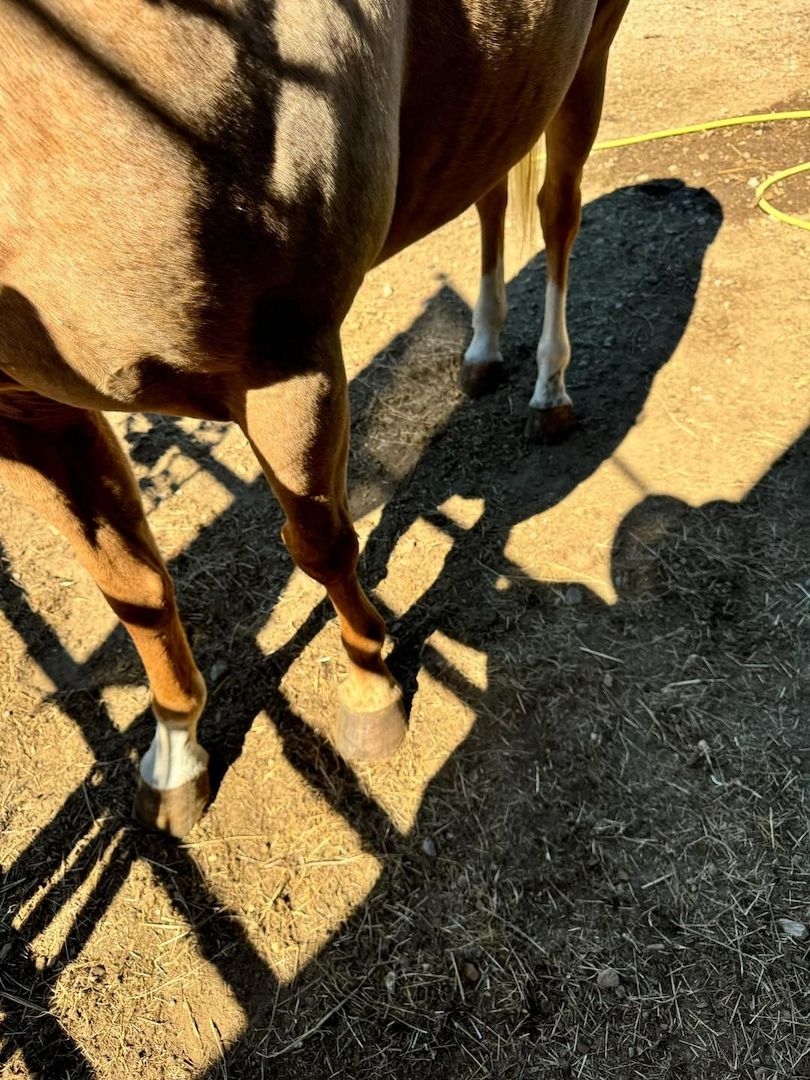QH / Palomino Quarter Horse Zuchtstute sucht Bestplatz QH / Palomino Quarter Horse Zuchtstute sucht Bestplatz