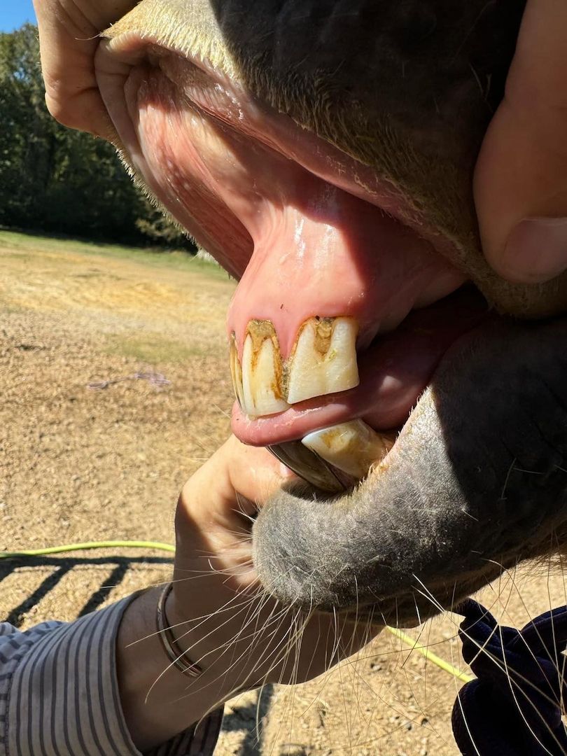 QH / Palomino Quarter Horse Zuchtstute sucht Bestplatz QH / Palomino Quarter Horse Zuchtstute sucht Bestplatz