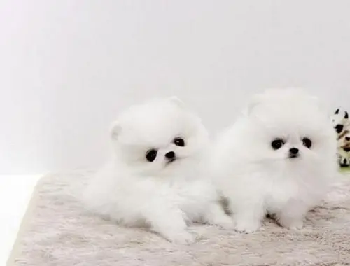 MINI POMERANIAN ZWERGSPITZ BOO WELPEN ZUM VERSCHENKEN,,