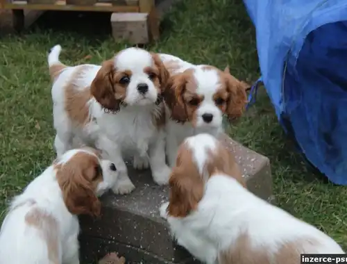 Cavalier King Charles Spaniel welpen,,