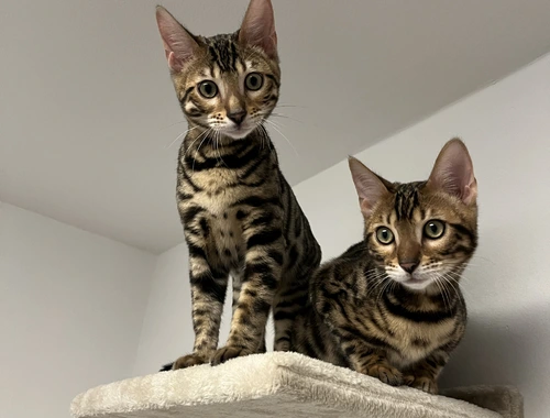 2 bengal kater abzugeben