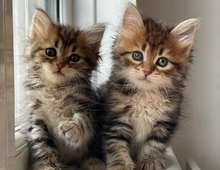 Maine Coon Kätzchen