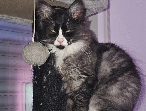 Nur noch diese Maine Coon Kater sucht ein glückliches Zuhause