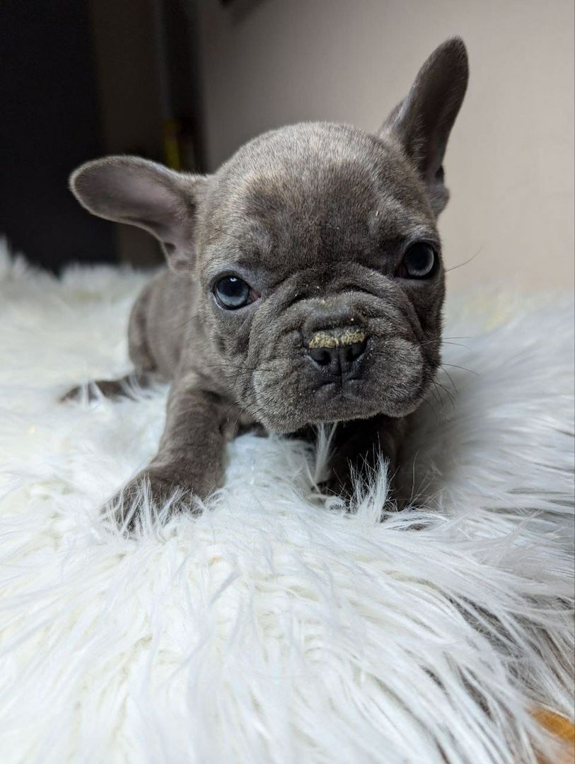 Französische  bulldogge