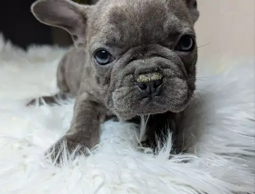 Französische  bulldogge