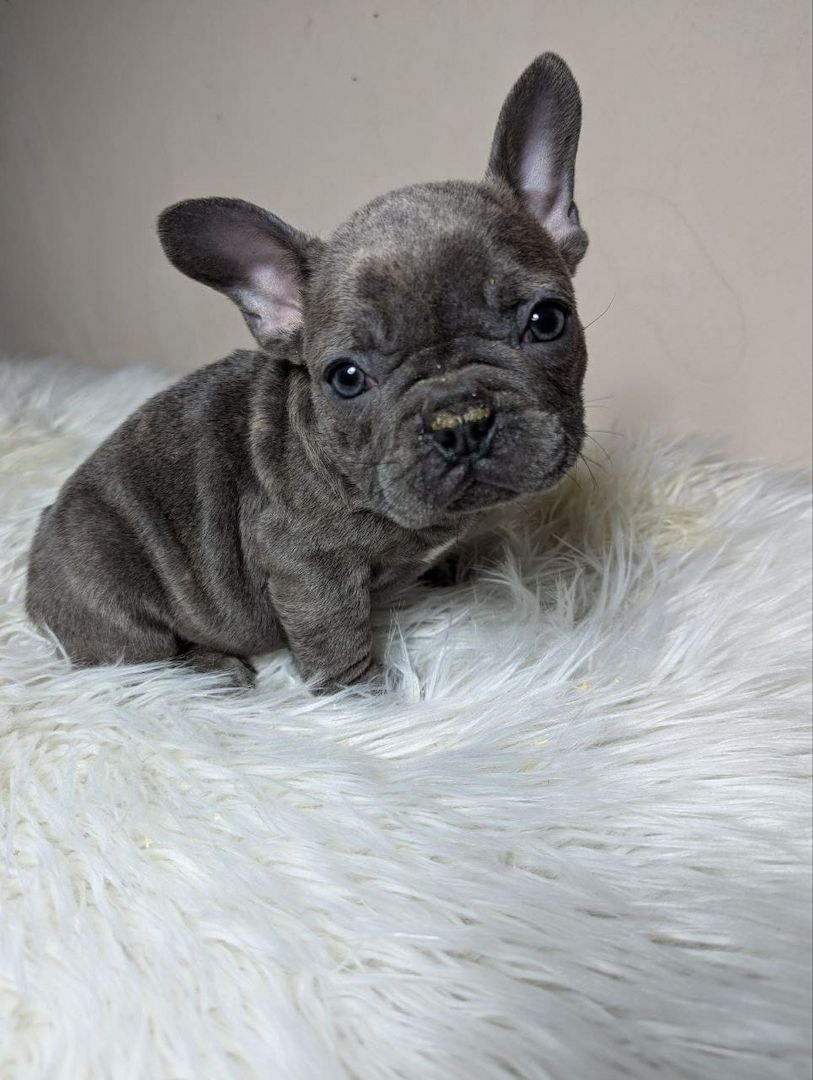 Französische  bulldogge