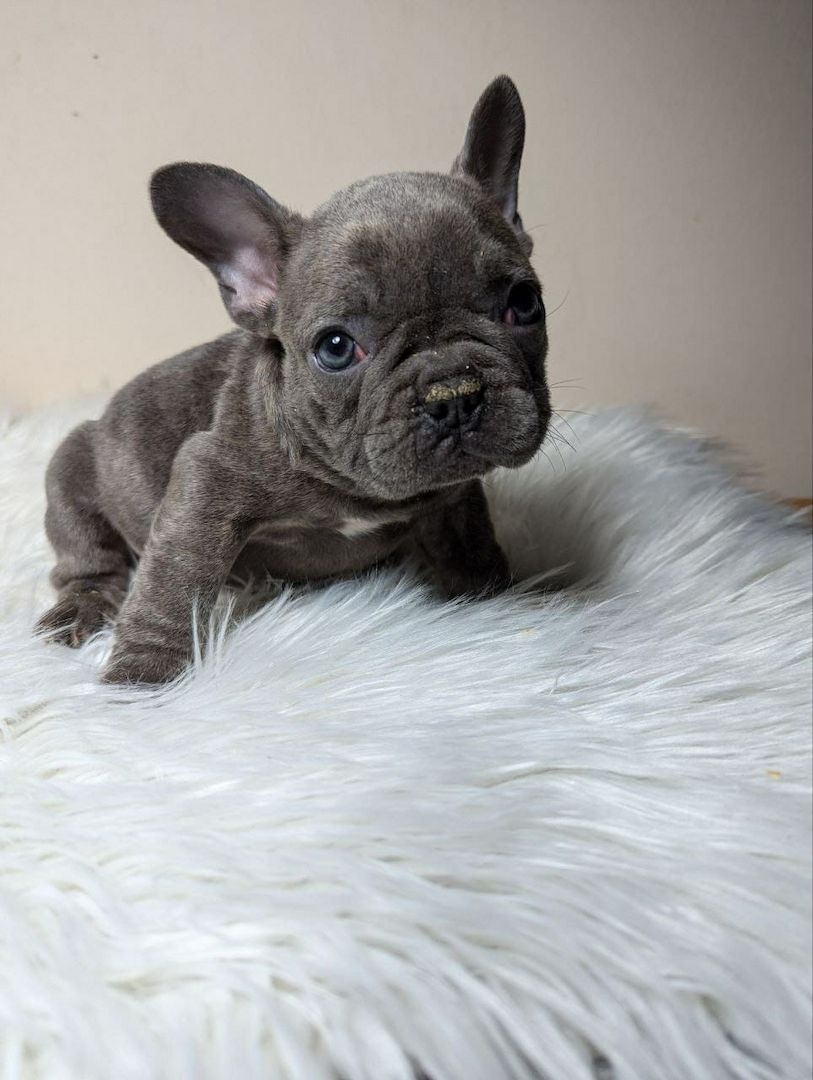 Französische  bulldogge