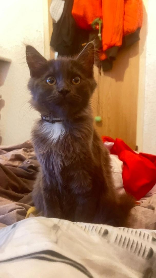 Reinrassiges Maine Coon kitten